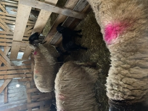 Vand oi carabase sarbesti - imagine 4