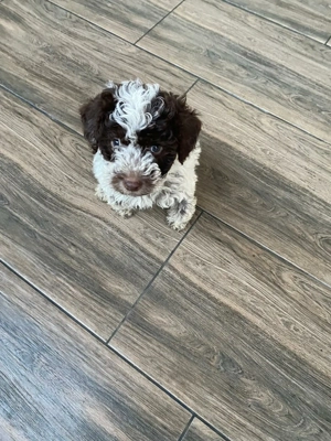 Femela Lagotto, 4 luni