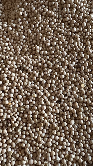 Vand mazare de primavara 