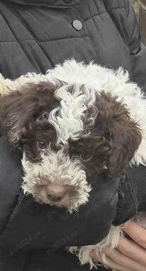 Femela Lagotto, 4 luni - imagine 2