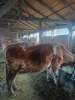 Vind vaci baltata romăneasca 