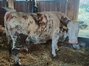 Vind vaci baltata romăneasca  - imagine 4