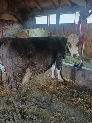 Vind vaci baltata romăneasca  - imagine 3