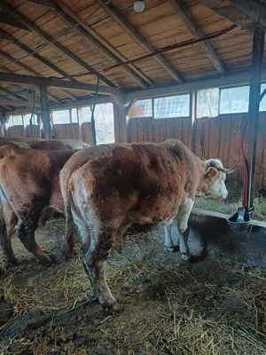 Vind vaci baltata romăneasca  - imagine 2