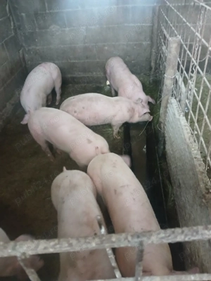 vind grasuni de rasa! - imagine 5