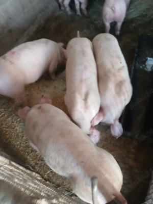 vind grasuni de rasa! - imagine 3