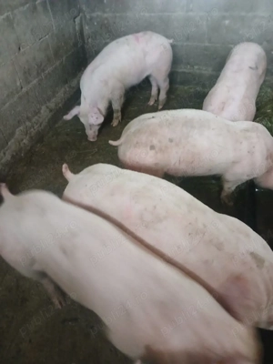 vind grasuni de rasa! - imagine 4