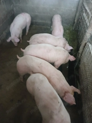 vind grasuni de rasa!