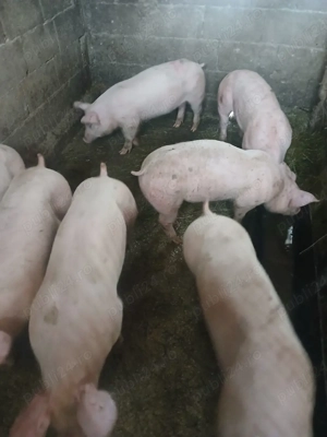 vind grasuni de rasa! - imagine 2