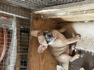 Vand pui buldog francez