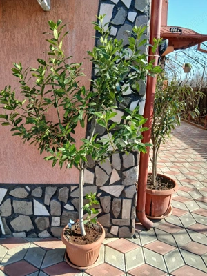 plante ornamentale - imagine 3