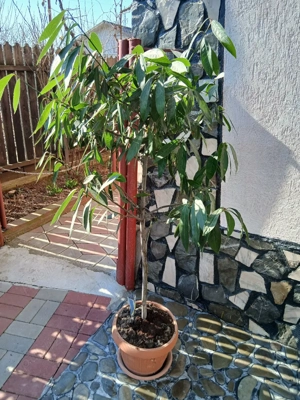 plante ornamentale - imagine 2