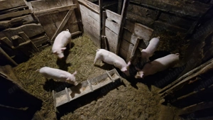 Vand purcel  - imagine 4