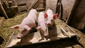 Vand purcel  - imagine 2