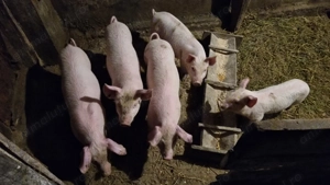 Vand purcel  - imagine 3