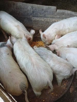 Porci de vânzare  - imagine 2