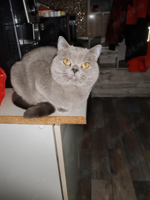 Bună Ziua ,Se Vinde Pisică! - imagine 4