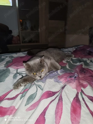 Bună Ziua ,Se Vinde Pisică! - imagine 3