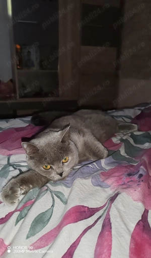 Bună Ziua ,Se Vinde Pisică! - imagine 2