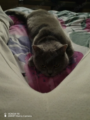 Bună Ziua ,Se Vinde Pisică!