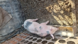 Grasuni pietrani de vânzare  - imagine 3