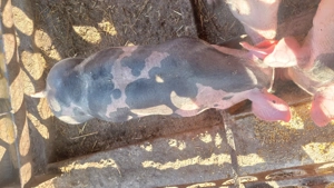 Grasuni pietrani de vânzare 