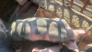 Grasuni pietrani de vânzare  - imagine 2