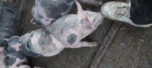 Grasuni pietrani de vânzare  - imagine 4