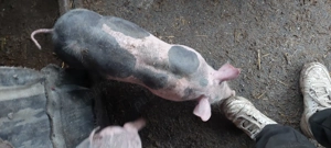 Grasuni pietrani de vânzare  - imagine 5