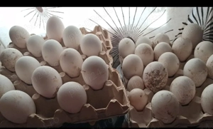 Ouă de gâscă  - imagine 4