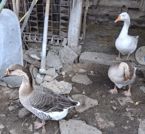 Ouă de gâscă  - imagine 2