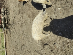 Mangalita -mangalita cu duroc - imagine 3