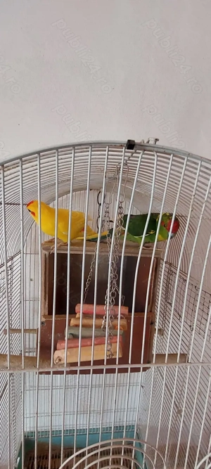 Disponibili papagali  - imagine 3