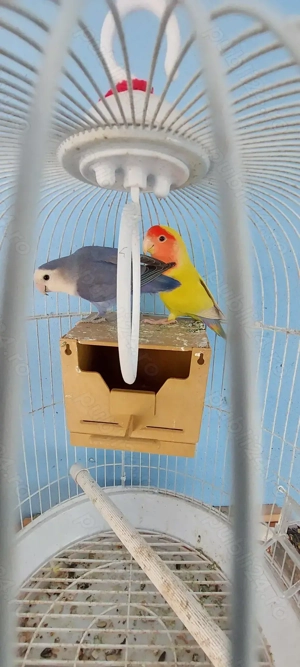 Disponibili papagali  - imagine 2