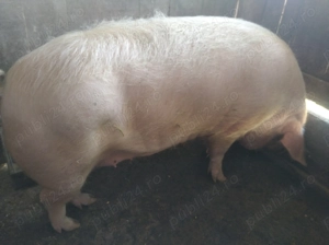 De vanzare  - imagine 3