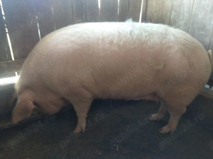 De vanzare  - imagine 2