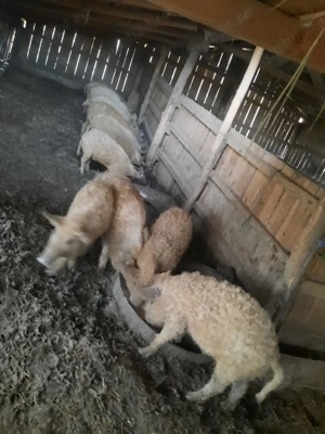 Grăsuni Mangalița  - imagine 5