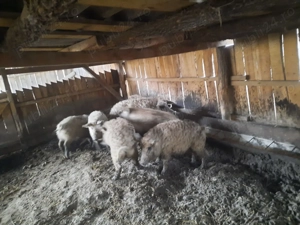 Grăsuni Mangalița  - imagine 2