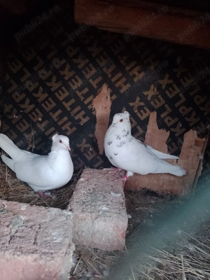 Jucatori motati si galateni disponibili - imagine 3