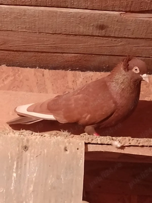 Jucatori motati si galateni disponibili - imagine 2