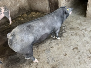 Porci de vânzare , cu posibilitatea de tăiat - imagine 4