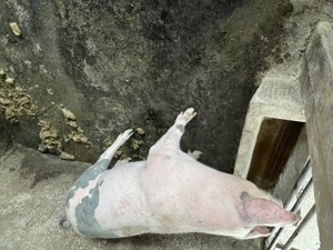 Porci de vânzare , cu posibilitatea de tăiat - imagine 5