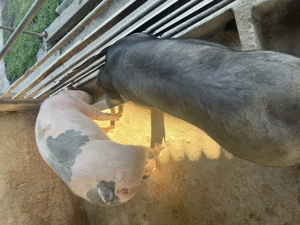 Porci de vânzare , cu posibilitatea de tăiat - imagine 2