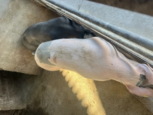 Porci de vânzare , cu posibilitatea de tăiat