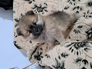 Pomeranian pui,mascul.