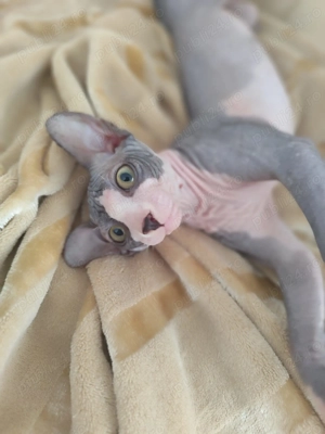 Motan deosebit Sphynx - imagine 3