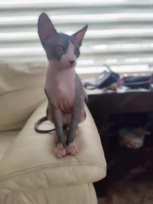 Motan deosebit Sphynx - imagine 2