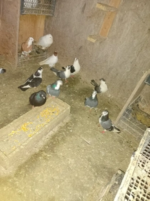 Jucatori motati si galateni disponibili - imagine 5