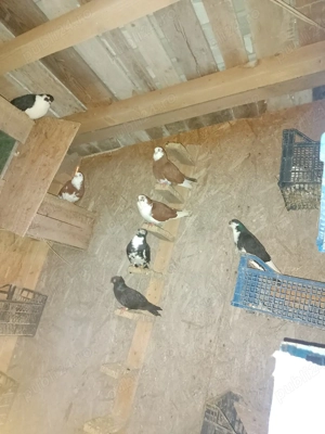 Jucatori motati si galateni disponibili - imagine 4