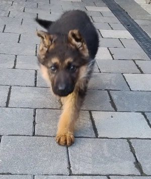 Pui ciobanesc german - imagine 3